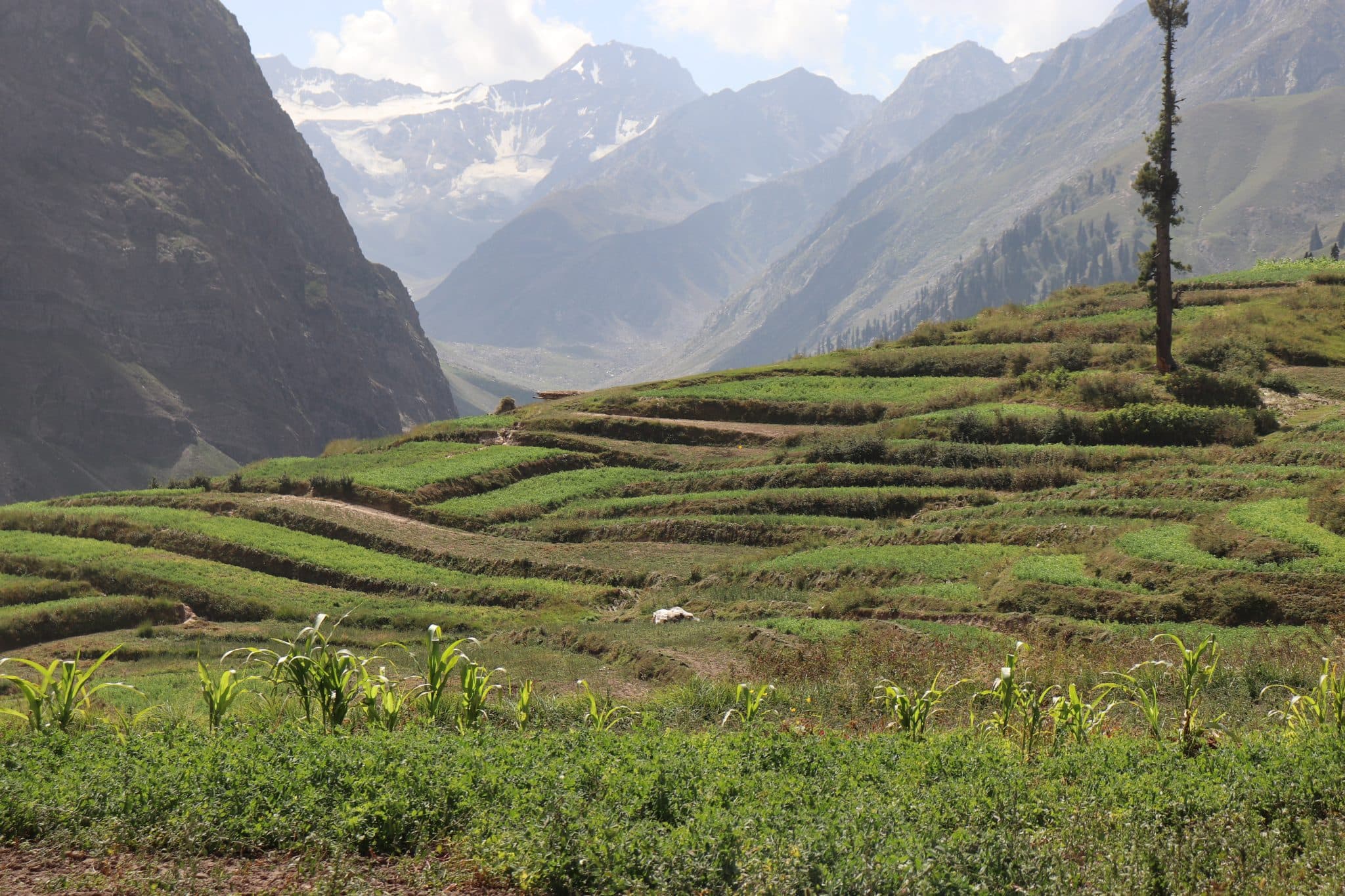 Lalazar, Naran